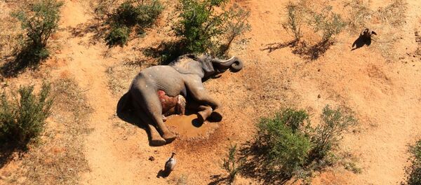 Сái chết bí ẩn của những con voi ở Botswana - Sputnik Việt Nam