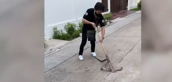 Rắn thách người đấu tay đôi và suýt phải trả giá bằng tính mạng của mình Rắn thách người đấu tay đôi và suýt phải trả giá bằng tính mạng của mình - Sputnik Việt Nam