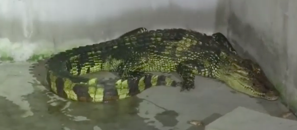 Bất ngờ và kinh dị: Bắt gặp cá sấu trong nhà. Bất ngờ và kinh dị: Bắt gặp cá sấu trong nhà. - Sputnik Việt Nam