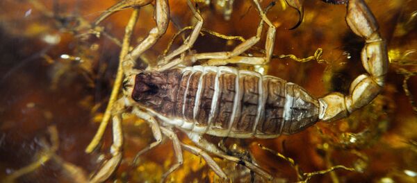 Bọ cạp - Sputnik Việt Nam