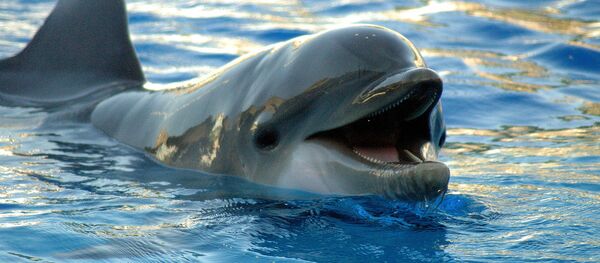 Cá heo - Sputnik Việt Nam