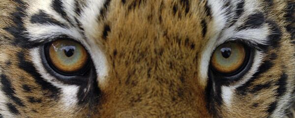 Con hổ  - Sputnik Việt Nam