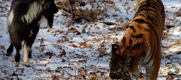 Dê Timur và hổ Amur trong công viên chung - Sputnik Việt Nam