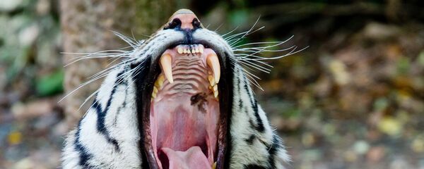 Con hổ Amur - Sputnik Việt Nam